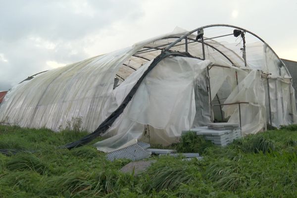 Des tunnels pliés ou arrachés : le vent a mis à mal les maraîchers.