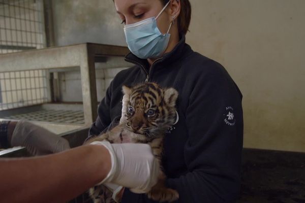 Le zoo d’Amiens Métropole recueille des animaux abandonnés ou victimes de la contrebande