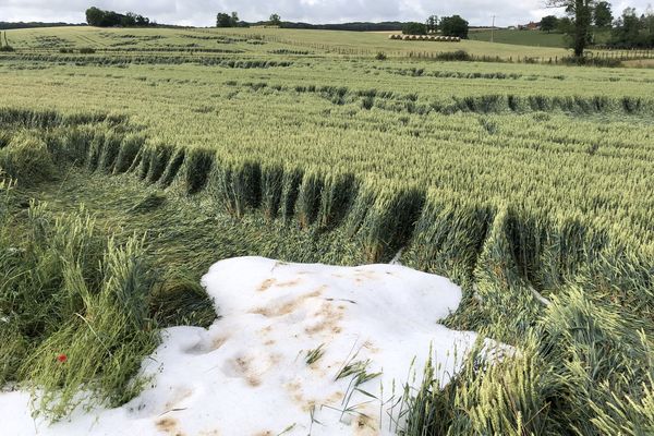 Cultures ravagées par la grêle à Valay (70)