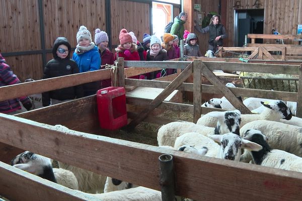 Pour ces élèves de CP du Puy-de-Dôme, lundi 30 janvier, c'est découverte de la ferme.