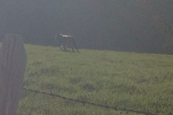 Le loup vu à St Pierre de Nogaret