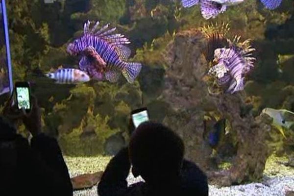 L'aquarium du Limousin a reçu ses premiers visiteurs de 2014.