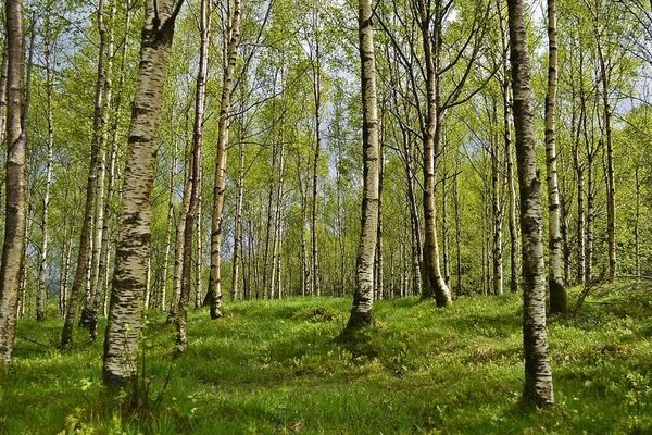 Une forêt de bouleaux 