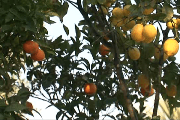 Citrons, oranges, pamplemousses et mandarines se cotoient sur le même arbre.