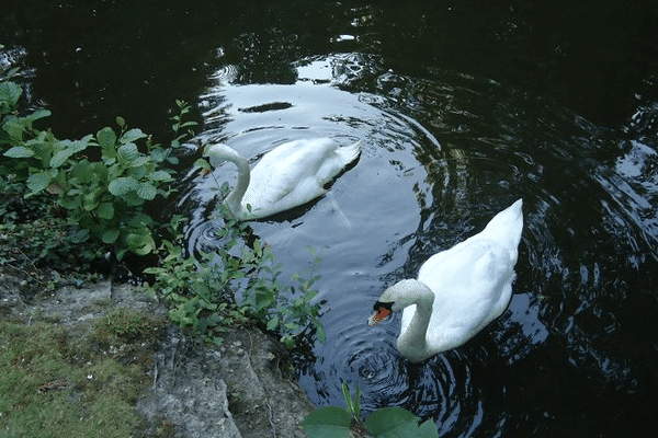 Le couple de cygnes mis en vente à Hennebont