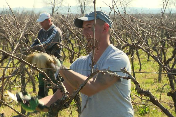 Dans les vignes du cognaçais, les ouvriers roumains procèdent à la taille malgré le confinement