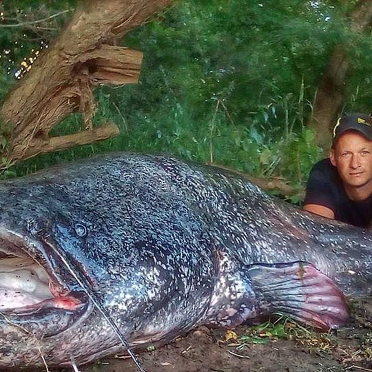 Dordogne Les Silures Ces Monstres Des Rivieres