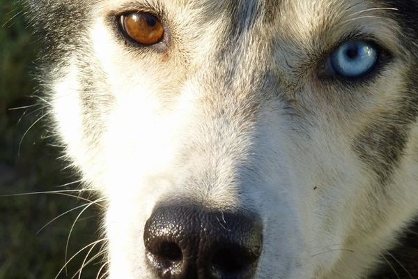 Le championnat national de chiens de traîneaux a lieu à Saint-Etienne-du-Rouvray.