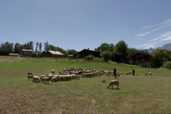 C'est la première fois, depuis 60 ans, que ces éleveurs de Passy rapatrient leur troupeau dans la vallée et renoncent à les laisser en alpage