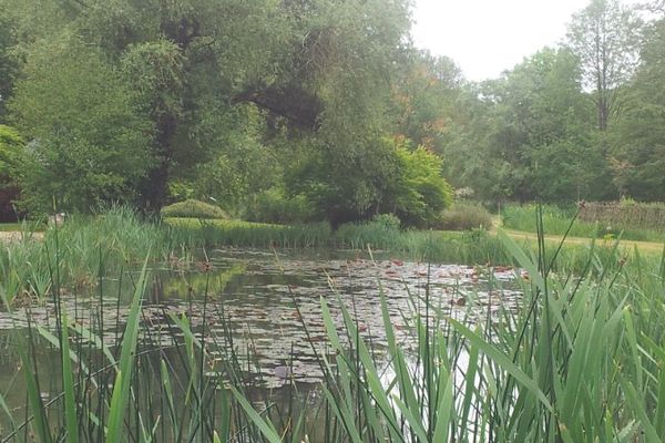 Roseaux parc de la Belle à Magné (86) 