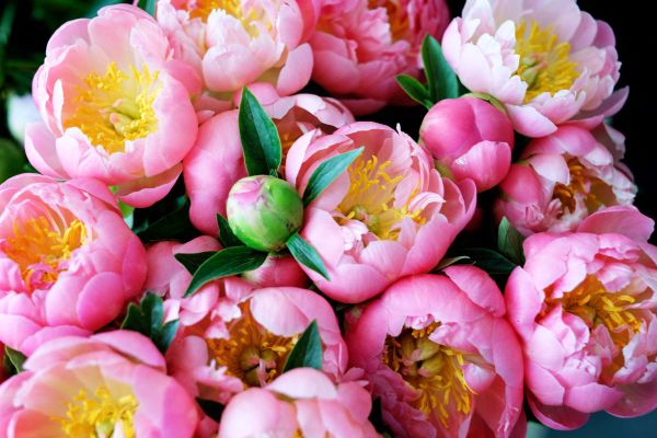 Les pivoines sont les stars de la fête des mères et il y en a qui sont cultivées dans l'Allier.