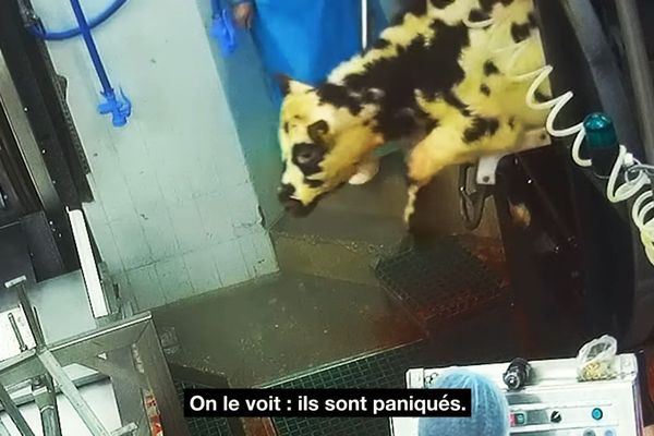 les images-choc de l'abattoir SOBEVAL de Boulazac (24) diffusées par l'association L214