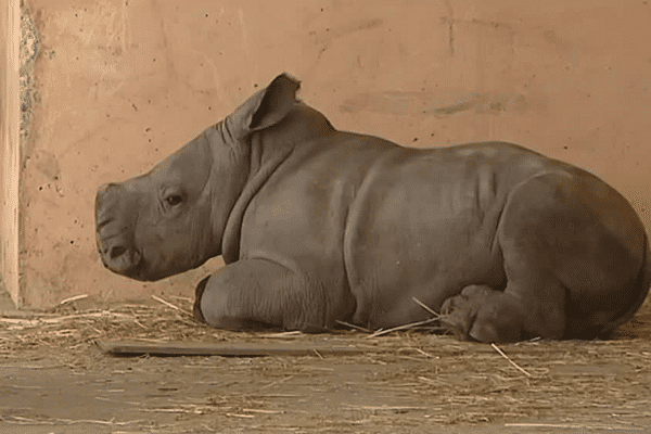 Le petit rhinocéros UNESCO a été baptisé en référence  à la grotte Chauvet voisine classée au patrimoine mondial de l'Humanité ...