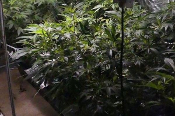 107 plants de cannabis saisis dans l'Orne