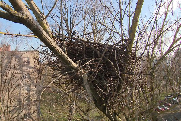 Les nids de corbeaux freux sont fabriqués par les oiseaux au niveau d'une fourche à plus de 4 mètres du sol.