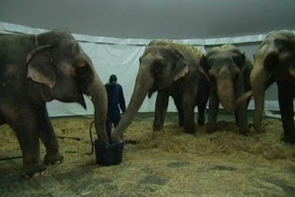 Les éléphants du cirque Arlette Gruss