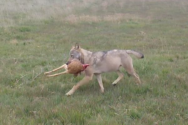 Image d'un loup saisie dans les Mont d'Arrée le 3 juillet 2024 à 15h22