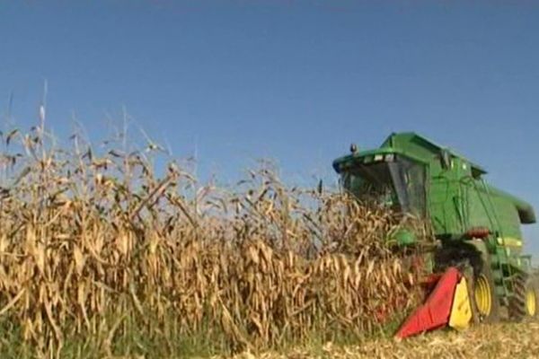 L'Alsace est la première région de France pour la production de maïs, en termes de rendement à l'hectare