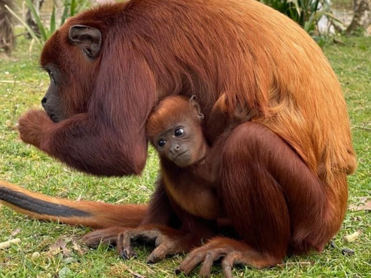 Loire-Atlantique : un nouveau-né à Planète Sauvage, un petit singe