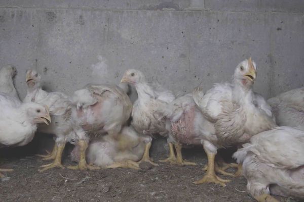 La réglementation française limite le nombre de poulets à environ 22 par mètres carré, soit l'espace d'une feuille A4 par animal.