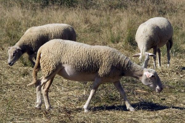 Moutons dans un pré (Archives)