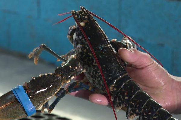 La ferme d'élevage de Bréville-sur-Mer (50) prévoit de produire à terme 100 000 homards bleus chaque année.