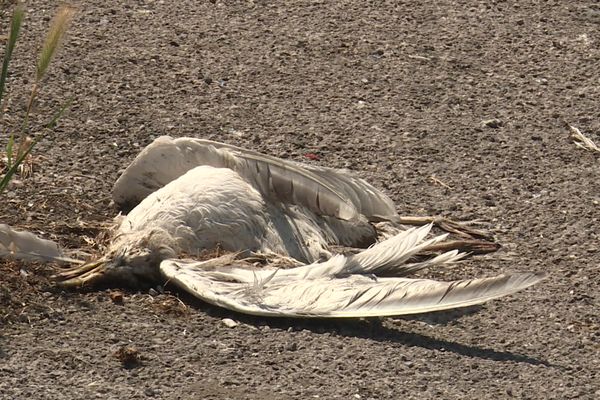 De nombreux goélands argentés juvéniles morts ont été retrouvés sur la côte picarde depuis le 18 mai 2022.