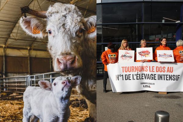 L214 est une association de défense des animaux, et a réalisé de nombreuses enquêtes pour dénoncer les conditions de vie des animaux dans certains élevages.