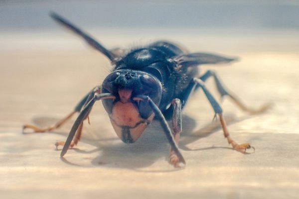 La vespa velutina est classée parmi les espèces invasives nuisibles