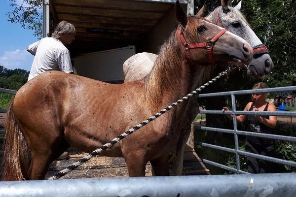 H'Alhambra la pouliche, au premier plan, et sa mère Baila, derrière, ont été recueillies par les bénévoles de l'association auvergnate SOS Cheval.