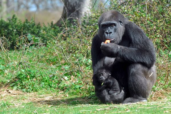 Le parc zoologique dédié aux primates a été créée en 1998.