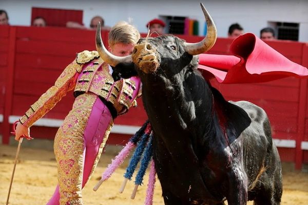 "Clemente", ici à Captieux en juin dernier, défilera dimanche à Arnedo pour tenter de remporter le 40 ème "Zapato de Oro".