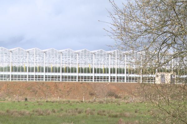 Un projet de méga-serres de tomates a été retoqué temporairement par le préfet à Isigny-le-Buat dans le Sud-Manche, mardi 12 novembre 2024.