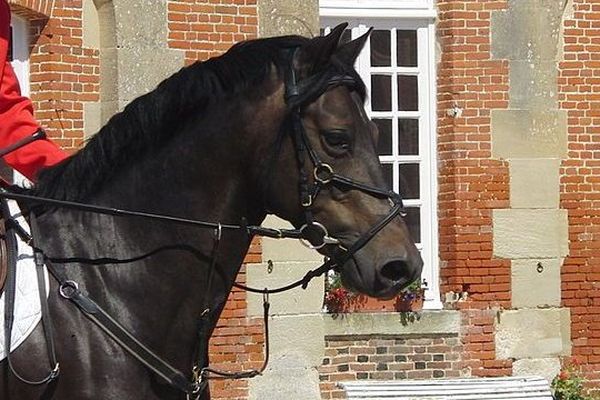  Présentation d'un étalon Poney français de selle (PFS) lors des "Jeudis du Pin", Orne, août 2013