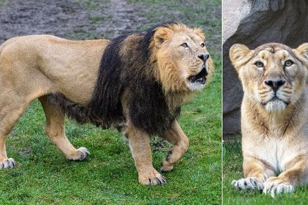 Parys et Kalindi vivent désormais au Zoo de Maubeuge