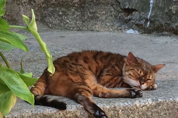 Chat en vacances à Sartène (Corse).