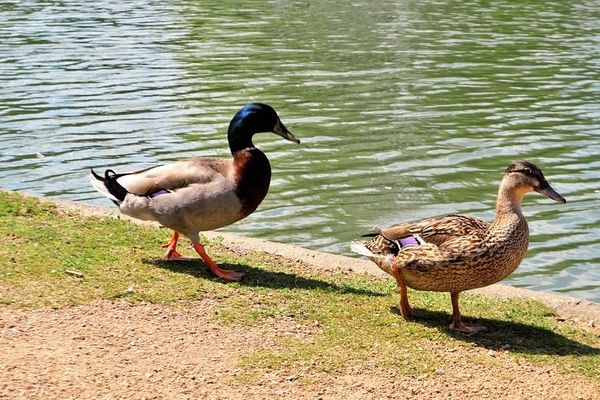 Retour au sec, même pour les canards !