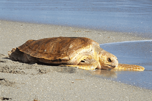 Des tortues caouannes qui s'échouent, un phénomène connu, mais amplifié cet hiver 2023-2024