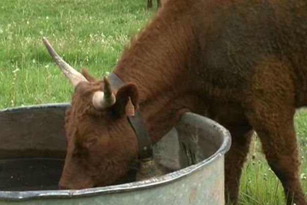 En pleine transhumance, il faut s'abreuver. Les vaches Salers sont les reines de la 24 ème fête de l'estive à Allanche dans le Cantal. Pour cette édition 2015, elles risquent d'être détrônées par la race alpine des Herens.