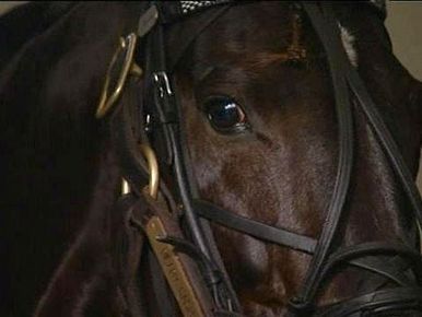 Double vainqueur du Grand Prix d'Amérique, le roi des trotteurs Ready Cash  est mort