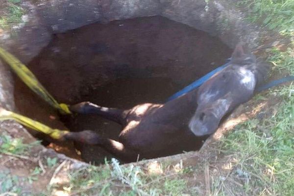 Frontignan (Hérault) - un cheval est tombé dans un puits - 27 avril 2018.