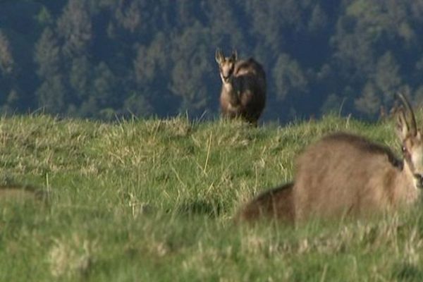 1200 chamois gambadent dans les Vosges