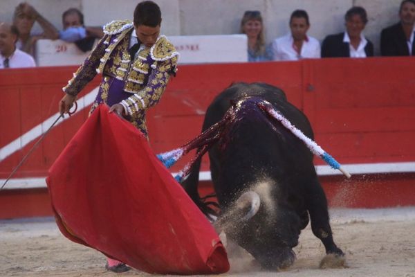 Manzanares avec le toro de son triomphe à Nîmes le 14 septembre.