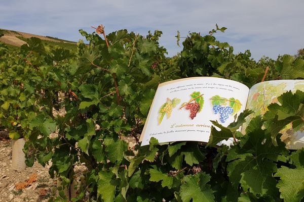 Un livre sur le vin que pour les enfants