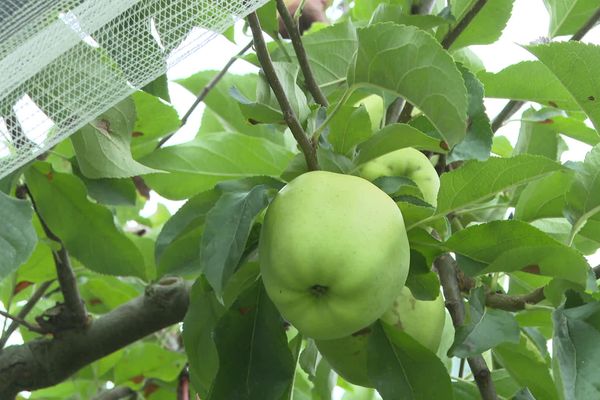 VIDÉO. Emploi : c'est de saison, on recrute pour la cueillette des pommes !