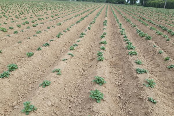 Semaine de l'agriculture du 13 au 24 mai