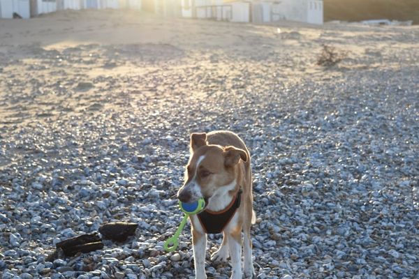 Un chien sur la plage de Calais.