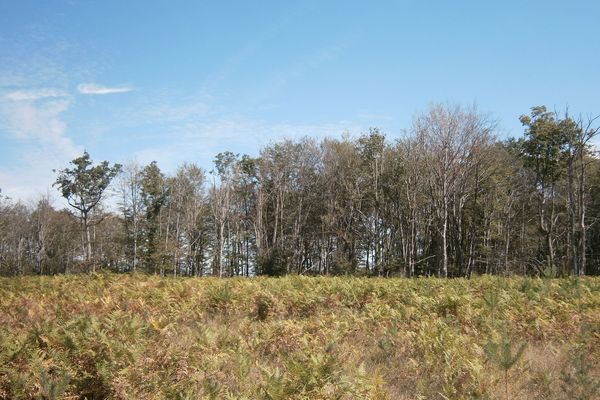 Forêt domaniale de Vierzon