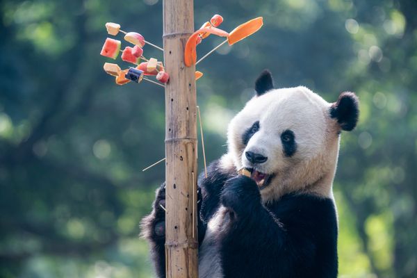 Trois pandas du zoo Pairi Daiza repartiront en Chine à l'automne 2024.
