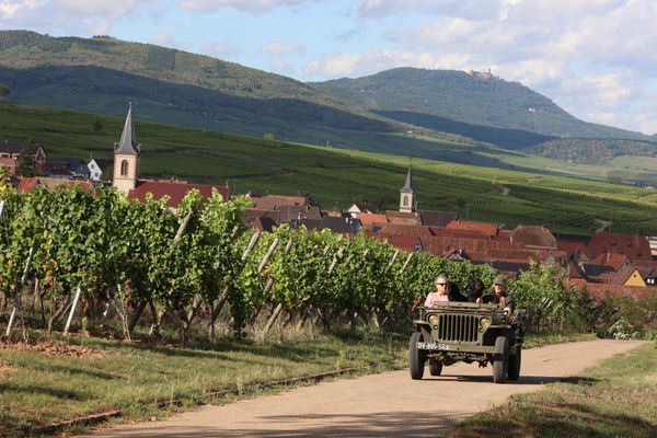 Le vignoble alsacien va être amené à s'adapter au cours des prochaines décennies.